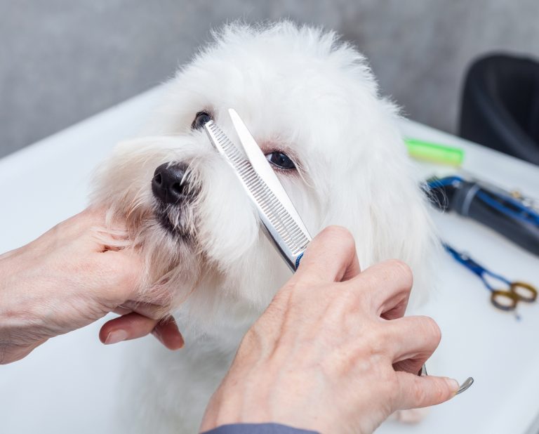 Hundefriseur In Der Nähe Online Termin GROOMER: Traumberuf Hundefriseur? - Claudia Franke (R)